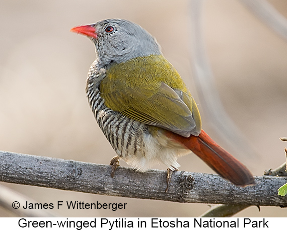 Green-winged Pytilia - © James F Wittenberger and Exotic Birding LLC