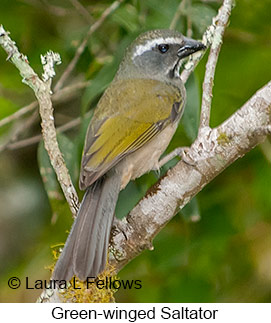 Green-winged Saltator - © Laura L Fellows and Exotic Birding LLC