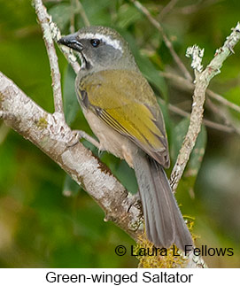 Green-winged Saltator - © Laura L Fellows and Exotic Birding LLC Green-winged Saltator - © Laura L Fellows and Exotic Birding LLC
