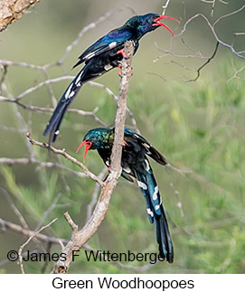 Green Woodhoopoe - © James F Wittenberger and Exotic Birding LLC