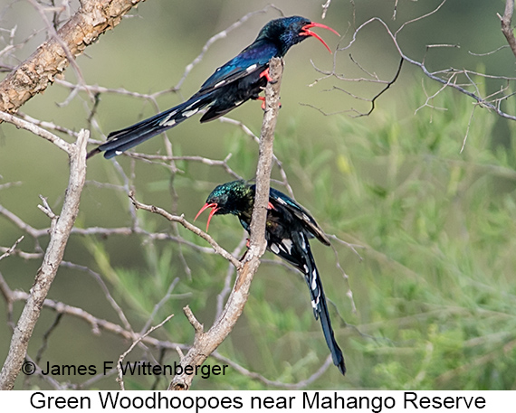 Green Woodhoopoe - © James F Wittenberger and Exotic Birding LLC