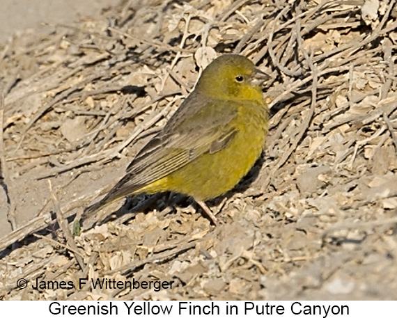 Greenish Yellow-Finch - © James F Wittenberger and Exotic Birding LLC Greenish Yellow-Finch - © James F Wittenberger and Exotic Birding LLC