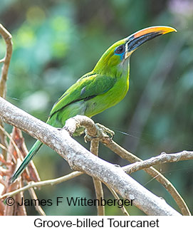 Groove-billed Toucanet - © James F Wittenberger and Exotic Birding LLC Groove-billed Toucanet - © James F Wittenberger and Exotic Birding LLC