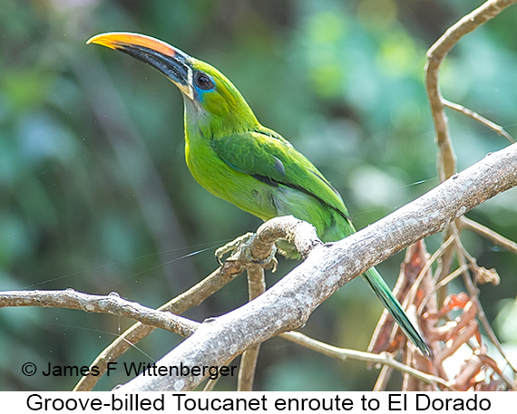 Groove-billed Toucanet - © James F Wittenberger and Exotic Birding LLC