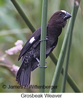 Grosbeak Weaver - © James F Wittenberger and Exotic Birding LLC