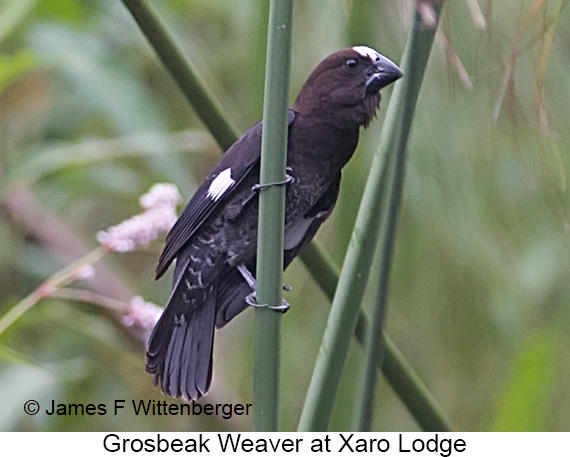 Grosbeak Weaver - © James F Wittenberger and Exotic Birding LLC