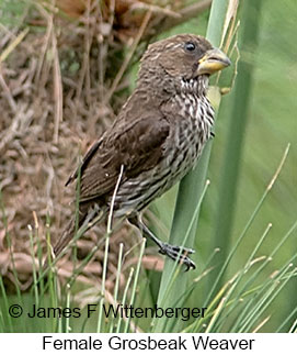 Grosbeak Weaver - © James F Wittenberger and Exotic Birding LLC