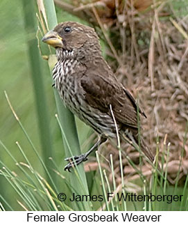 Grosbeak Weaver - © James F Wittenberger and Exotic Birding LLC Grosbeak Weaver - © James F Wittenberger and Exotic Birding LLC