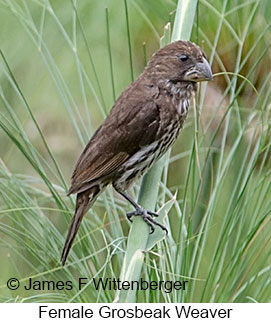 Grosbeak Weaver - © James F Wittenberger and Exotic Birding LLC Grosbeak Weaver - © James F Wittenberger and Exotic Birding LLC