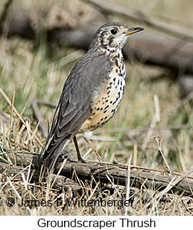 Groundscraper Thrush - © James F Wittenberger and Exotic Birding LLC