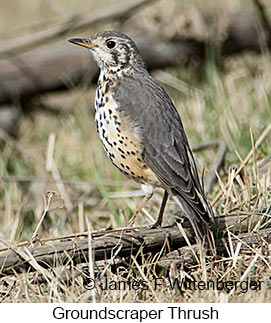 Groundscraper Thrush - © James F Wittenberger and Exotic Birding LLC Groundscraper Thrush - © James F Wittenberger and Exotic Birding LLC
