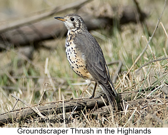 Groundscraper Thrush - © James F Wittenberger and Exotic Birding LLC
