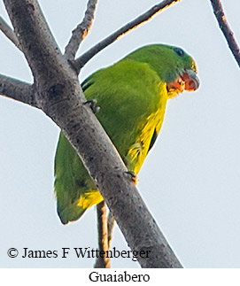 Guaiabero - &copy; James F Wittenberger and Exotic Birding LLC