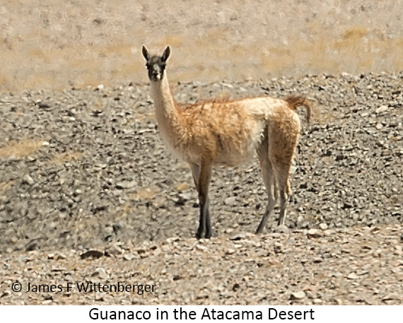 Guanaco - © James F Wittenberger and Exotic Birding LLC Guanaco - © James F Wittenberger and Exotic Birding LLC