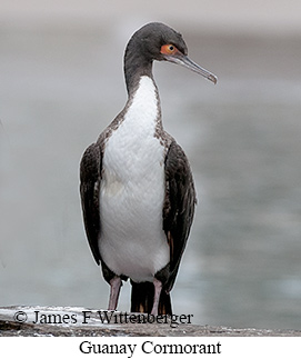 Guanay Cormorant - © James F Wittenberger and Exotic Birding LLC