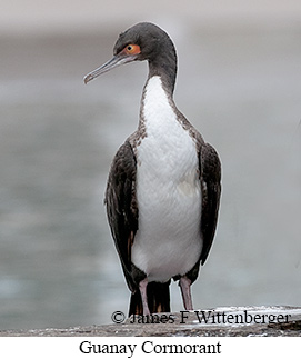 Guanay Cormorant - © James F Wittenberger and Exotic Birding LLC