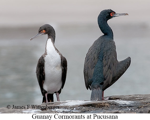 Guanay Cormorant - © James F Wittenberger and Exotic Birding LLC