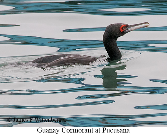 Guanay Cormorant - © James F Wittenberger and Exotic Birding LLC