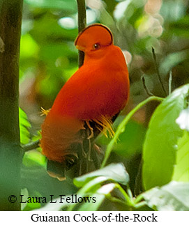 Guianan Cock-of-the-rock - © Laura L Fellows and Exotic Birding LLC