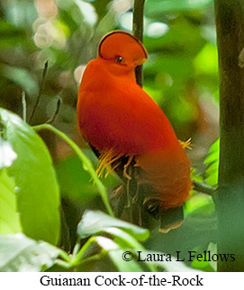 Guianan Cock-of-the-rock - © Laura L Fellows and Exotic Birding LLC Guianan Cock-of-the-rock - © Laura L Fellows and Exotic Birding LLC