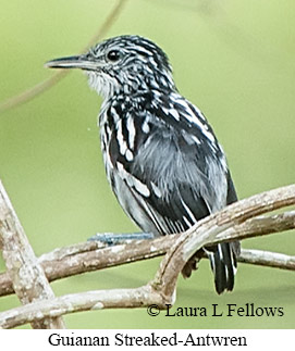 Guianan Streaked-Antwren - © Laura L Fellows and Exotic Birding LLC