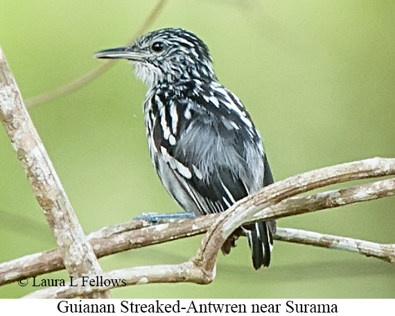Guianan Streaked-Antwren - © Laura L Fellows and Exotic Birding LLC