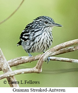 Guianan Streaked-Antwren - © Laura L Fellows and Exotic Birding LLC