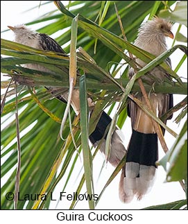 Guira Cuckoo - © Laura L Fellows and Exotic Birding LLC