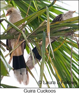 Guira Cuckoo - © Laura L Fellows and Exotic Birding LLC