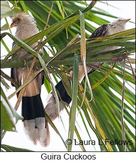 Guira Cuckoo - © Laura L Fellows and Exotic Birding LLC Guira Cuckoo - © Laura L Fellows and Exotic Birding LLC