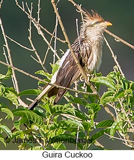 Guira Cuckoo - © James F Wittenberger and Exotic Birding LLC Guira Cuckoo - © James F Wittenberger and Exotic Birding LLC