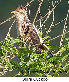 Guira Cuckoo - © James F Wittenberger and Exotic Birding LLC