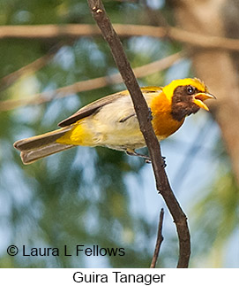 Guira Tanager - © Laura L Fellows and Exotic Birding LLC