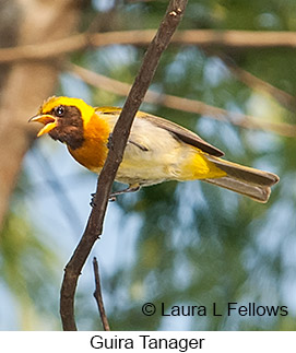 Guira Tanager - © Laura L Fellows and Exotic Birding LLC