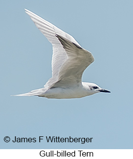 Gull-billed Tern - © James F Wittenberger and Exotic Birding LLC Gull-billed Tern - © James F Wittenberger and Exotic Birding LLC