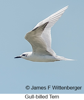 Gull-billed Tern - © James F Wittenberger and Exotic Birding LLC