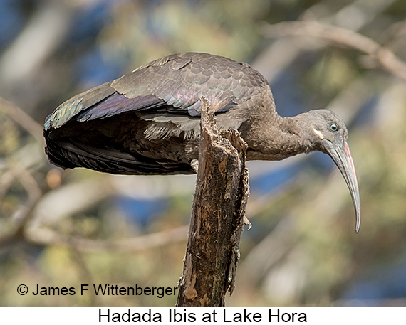 Hadada Ibis - © James F Wittenberger and Exotic Birding LLC Hadada Ibis - © James F Wittenberger and Exotic Birding LLC