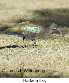 Hadada Ibis - © James F Wittenberger and Exotic Birding LLC