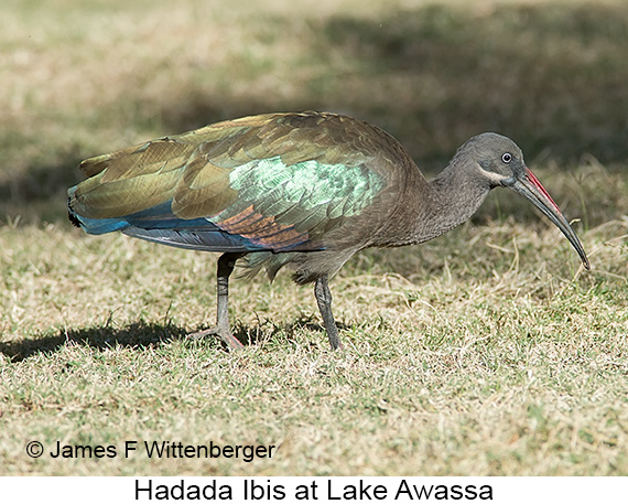 Hadada Ibis - © James F Wittenberger and Exotic Birding LLC