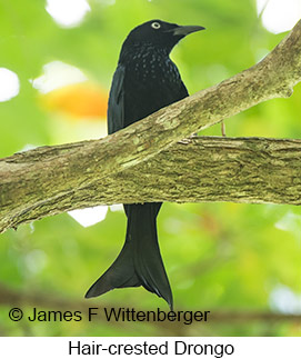 Hair-crested Drongo - © James F Wittenberger and Exotic Birding LLC