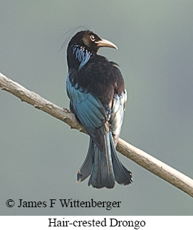 Hair-crested Drongo - © James F Wittenberger and Exotic Birding LLC Hair-crested Drongo - © James F Wittenberger and Exotic Birding LLC
