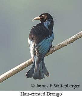 Hair-crested Drongo - © James F Wittenberger and Exotic Birding LLC
