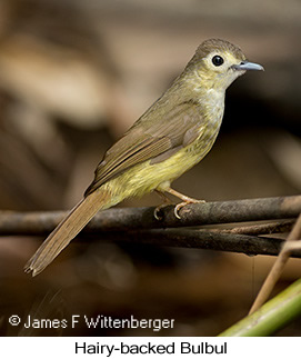 Hairy-backed Bulbul - © James F Wittenberger and Exotic Birding LLC