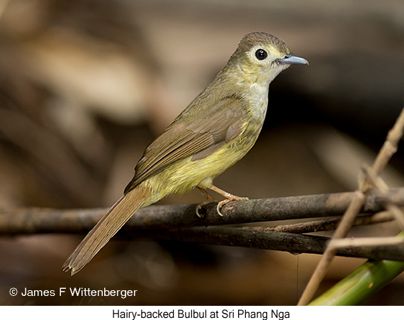 Hairy-backed Bulbul - © James F Wittenberger and Exotic Birding LLC