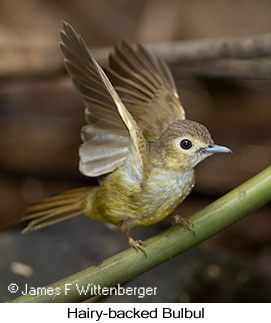 Hairy-backed Bulbul - © James F Wittenberger and Exotic Birding LLC