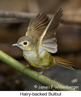Hairy-backed Bulbul - © James F Wittenberger and Exotic Birding LLC