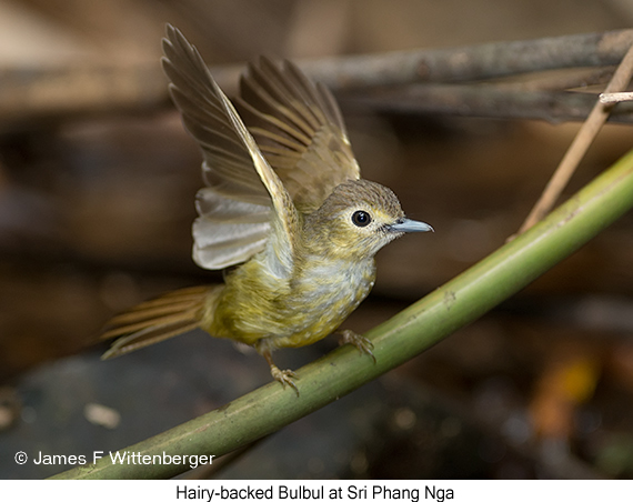 Hairy-backed Bulbul - © James F Wittenberger and Exotic Birding LLC