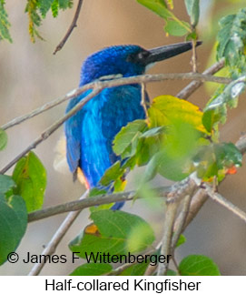 Half-collared Kingfisher - © James F Wittenberger and Exotic Birding LLC Half-collared Kingfisher - © James F Wittenberger and Exotic Birding LLC