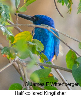 Half-collared Kingfisher - © James F Wittenberger and Exotic Birding LLC Half-collared Kingfisher - © James F Wittenberger and Exotic Birding LLC