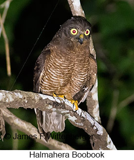Halmahera Boobook - © James F Wittenberger and Exotic Birding LLC Halmahera Boobook - © James F Wittenberger and Exotic Birding LLC